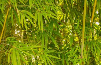 Bamboo plants of Australia