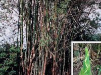 Bamboo plants of australia Bambusa arnhemica 