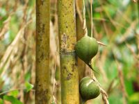 Seedlings bamboo life cycle