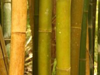 Seedlings bamboo life cycle