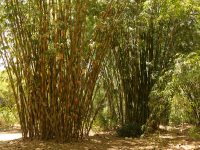 Seedlings bamboo life cycle