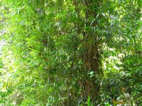 Mullerochloa moreheadiana bamboo plants of Australia