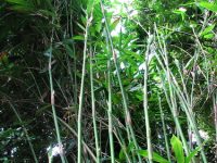 Neololeba atra bamboo plants of Australia