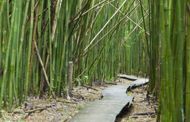 How to make bamboo grow faster