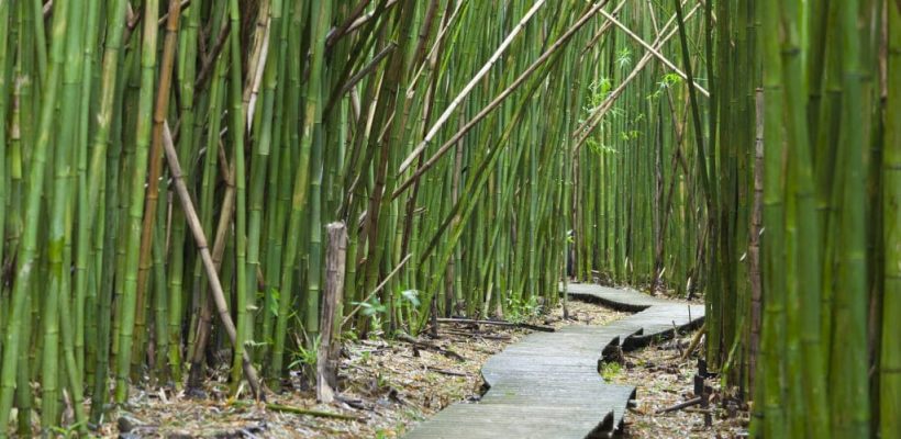 How To Make Bamboo Grow Faster - Aussie Bamboo