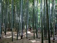 Seedlings bamboo life cycle