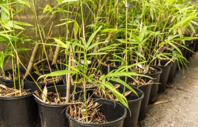 Seedlings to full sized plants, bamboo’s life cycle