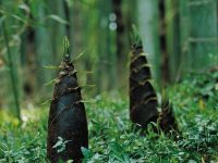 Seedlings bamboo life cycle